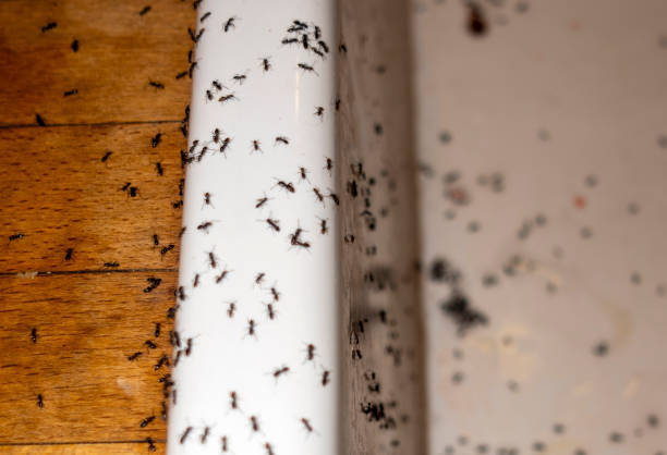 Best Wildlife Control Services  in Angels, CA