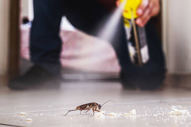 Best Affordable Pest Control Services  in Angels, CA