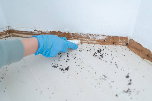 Best Pest Prevention Services  in Angels, CA